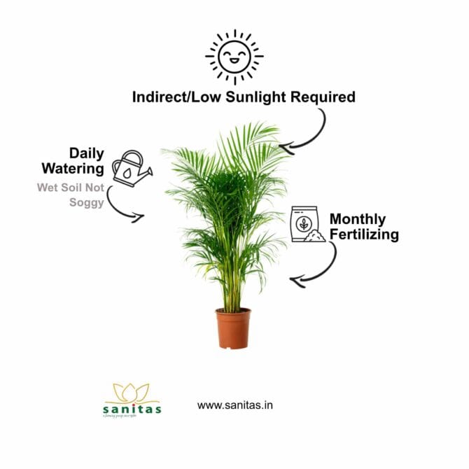 Enhance Your Space with Arecca Palm - 3 Feet Tall - Image 3