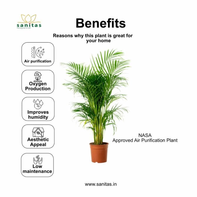 Enhance Your Space with Arecca Palm - 3 Feet Tall - Image 4