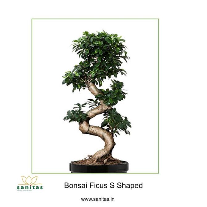 Elegant Bonsai S Shaped Ficus: A Stunning Addition to Your Space