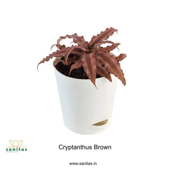 Cryptands, Indoor, succulent ,Low Maintenance