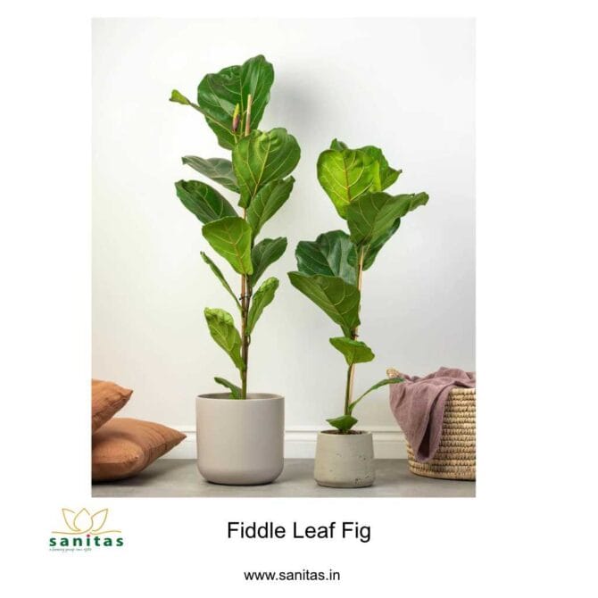 Enhance Your Space with a Fiddle Fig Tree