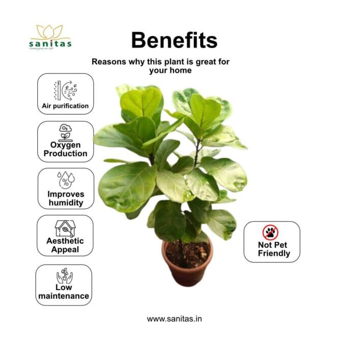 Enhance Your Space with a Fiddle Fig Tree - Image 4