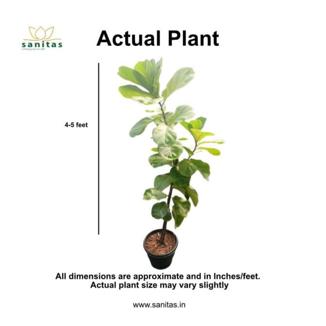 Enhance Your Space with a Fiddle Fig Tree - Image 2