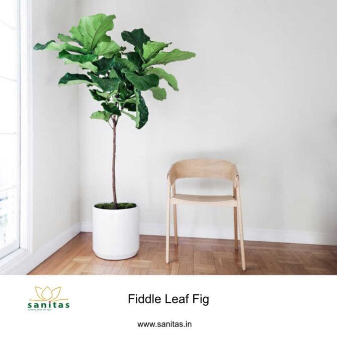 Fiddle Fig Multi Shoot Plant: A Stunning Addition to Your Home