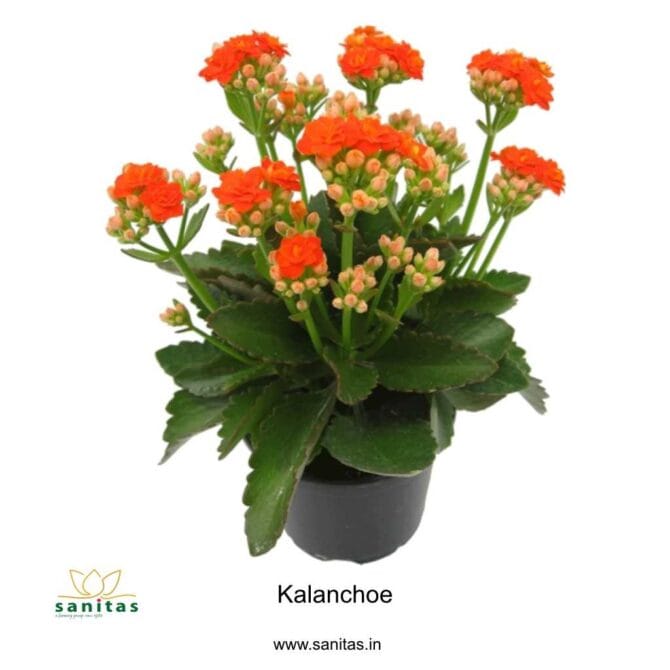 Discover the Beauty of Kalanchoe Flowering Plants