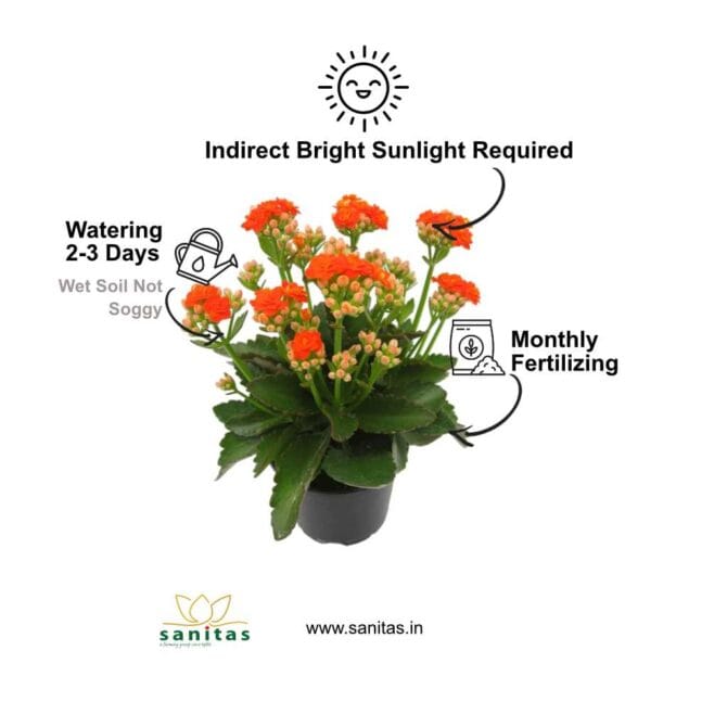 Discover the Beauty of Kalanchoe Flowering Plants in 4-Inch Pots - Image 3