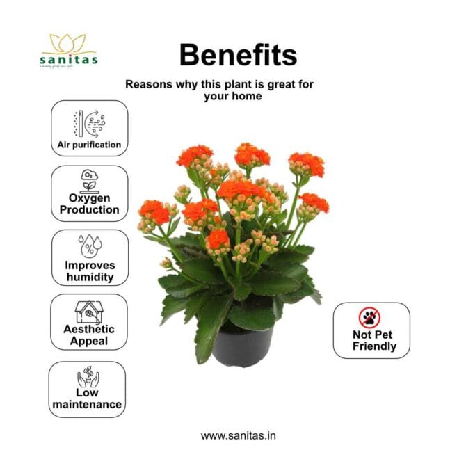 Discover the Beauty of Kalanchoe Flowering Plants in 4-Inch Pots - Image 4