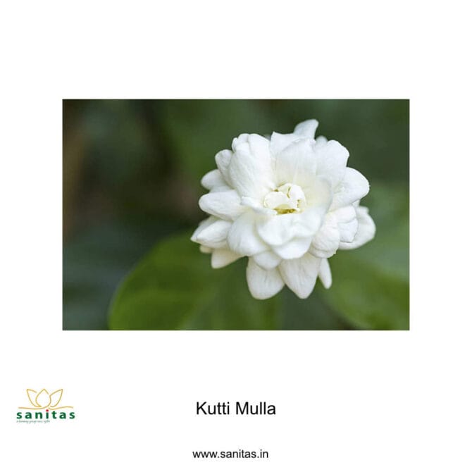 Kutti Mulla,Fragrance Flower,Easy Flowering Plant