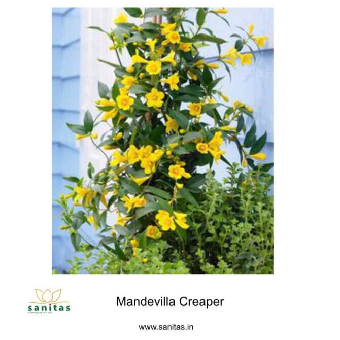 Mandevilla Creeper: The Perfect Climbing Companion