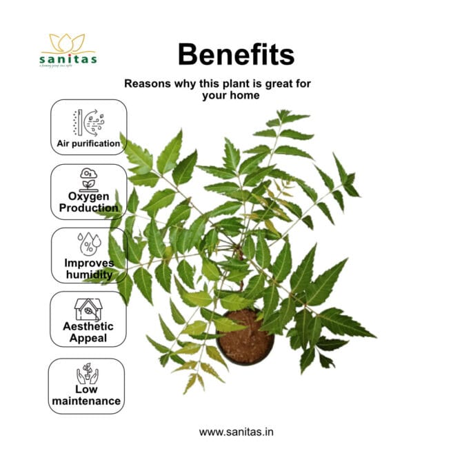 Neem ,Medicinal Plant,Home Plant