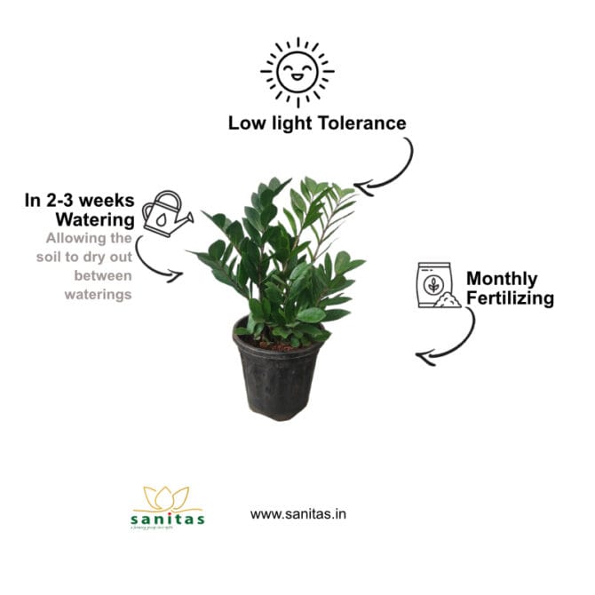 Discover the Beauty of Zamia Green/ZZ Green: The Ideal 8-Inch Bushy Plant for Your Space - Image 2