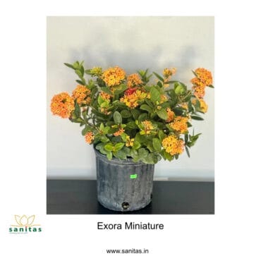 exora miniature, out door, flowering,