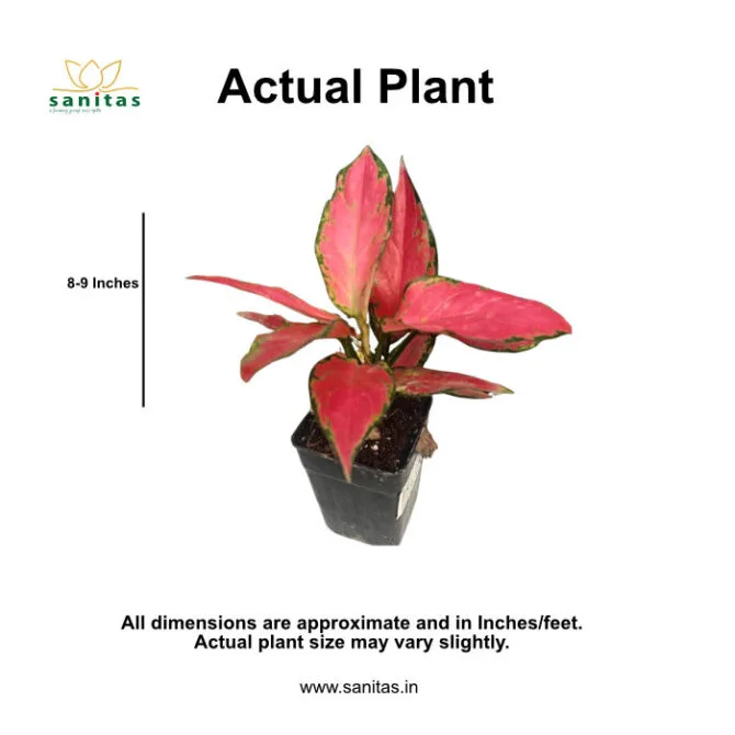 Aglaonema Angel: A Delightful Addition to Your Space - Image 2