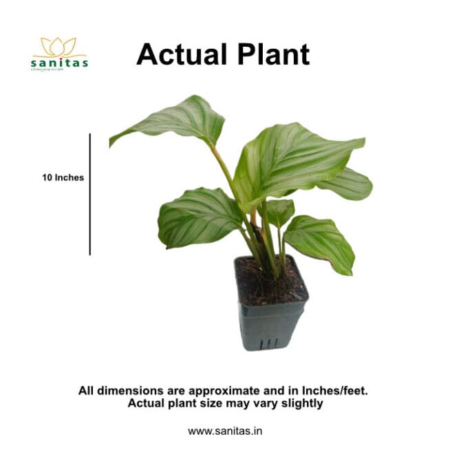 Discover the Elegance of Calathea Orbifolia in a 7 cm Pot - Image 2