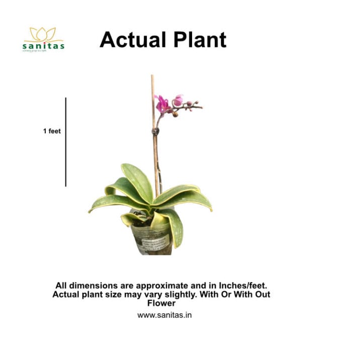 Introducing the Philanopsis: Your Ideal Indoor Plant - Image 2