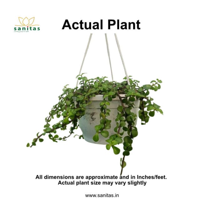 Enhance Your Space with a Zed (Jade) Plant in a 17 cm Hanging Pot - Image 2