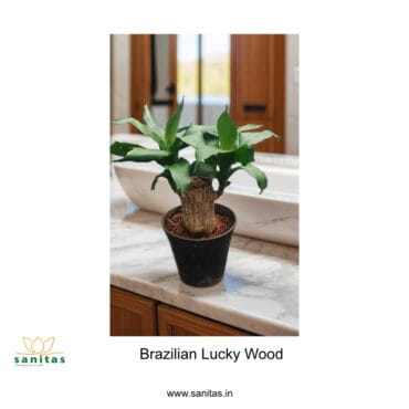 Discover the Unique Qualities of Brazilian Lucky Wood Non Variegated