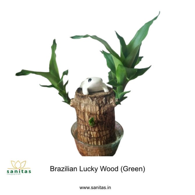 Brazilian lucky wood non variegated