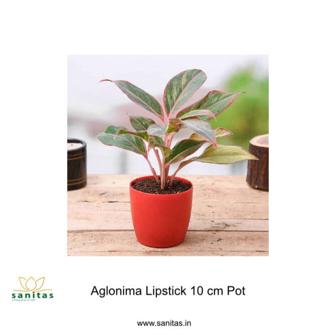 Discover the Beauty of Aglonima Lipstick in a 10 cm Pot