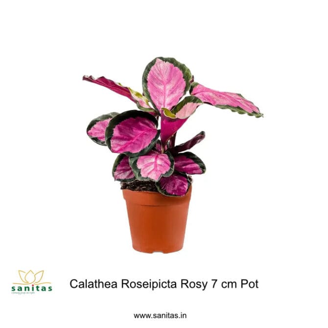 Calathea Roseopicta Rosy 7cm Pot: A Delight for Indoor Plant Lovers