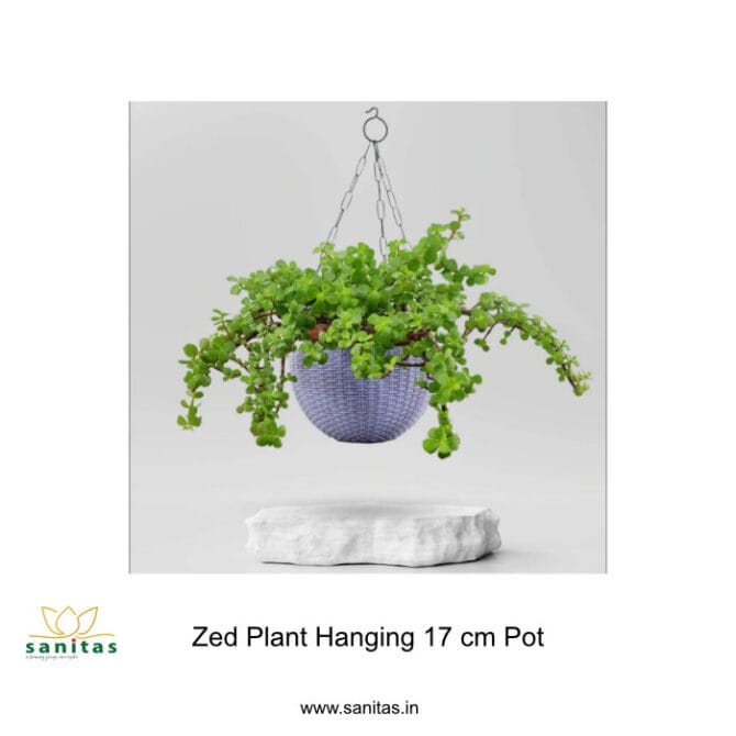 Enhance Your Space with a Zed (Jade) Plant in a 17 cm Hanging Pot