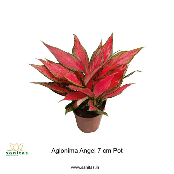 Aglaonema Angel: A Delightful Addition to Your Space