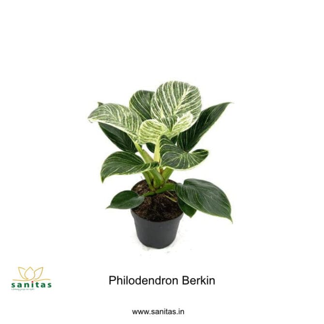 Discover the Elegant Philodendron Birkin in a 12 cm Pot