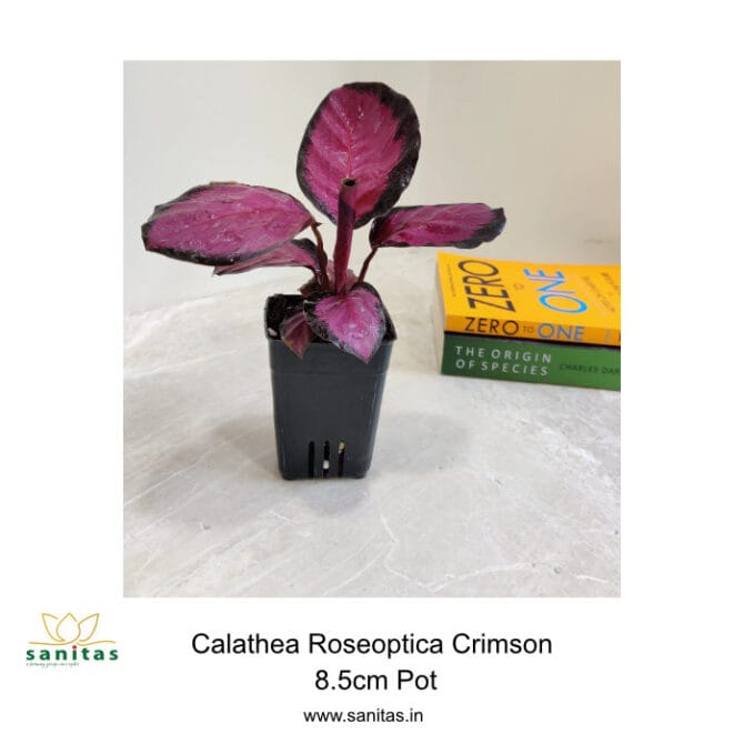 Discover the Beauty of Calathea Roseopicta Crimson in an 8.5cm Pot