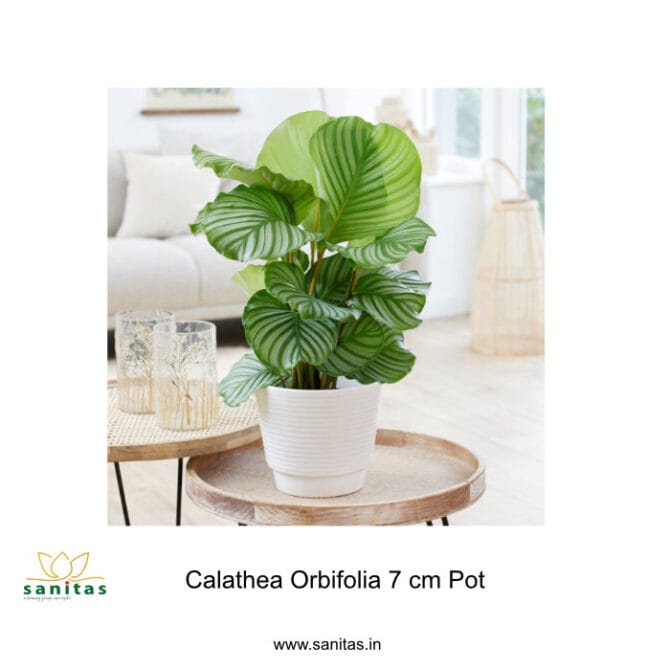 Discover the Elegance of Calathea Orbifolia in a 7 cm Pot