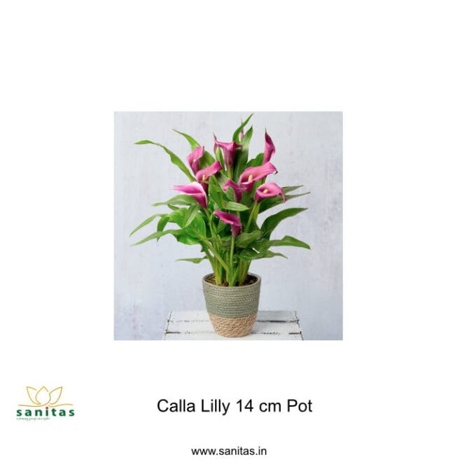 Introducing the Callalilly 14 cm Pot: A Perfect Choice for Your Home