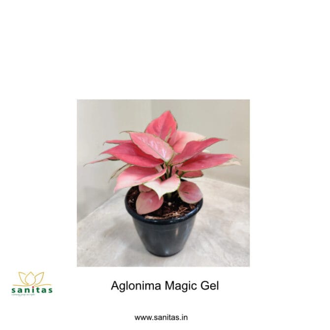 Discover the Aglonema Magical Glam in an 8.5cm Pot