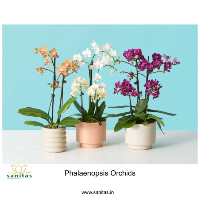 Introducing the Philanopsis: Your Ideal Indoor Plant