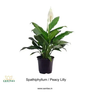 Enhance Your Space with a Spathiphyllum in a 12 cm Pot