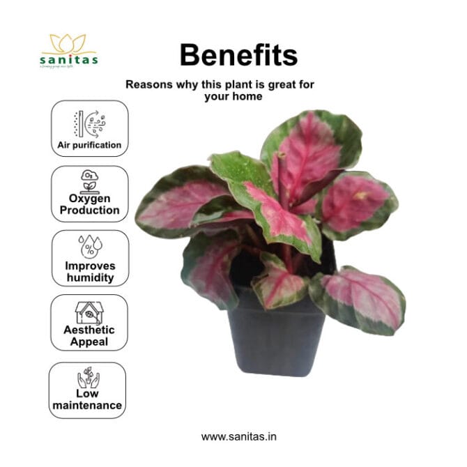 Calathea Roseopicta Rosy 7cm Pot: A Delight for Indoor Plant Lovers - Image 4