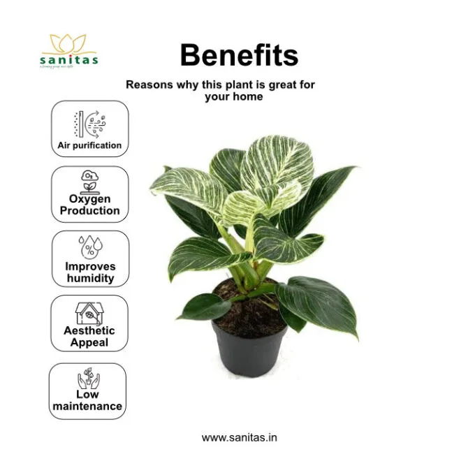 Discover the Elegant Philodendron Birkin in a 5inch Pot - Image 3