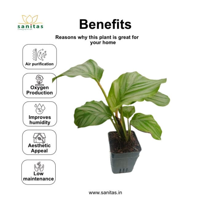 Discover the Elegance of Calathea Orbifolia in a 7 cm Pot - Image 3