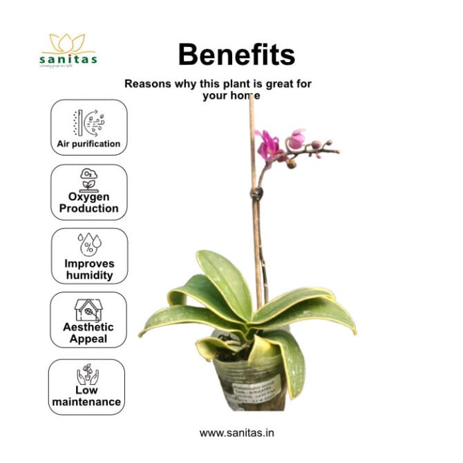 Introducing the Philanopsis: Your Ideal Indoor Plant - Image 3