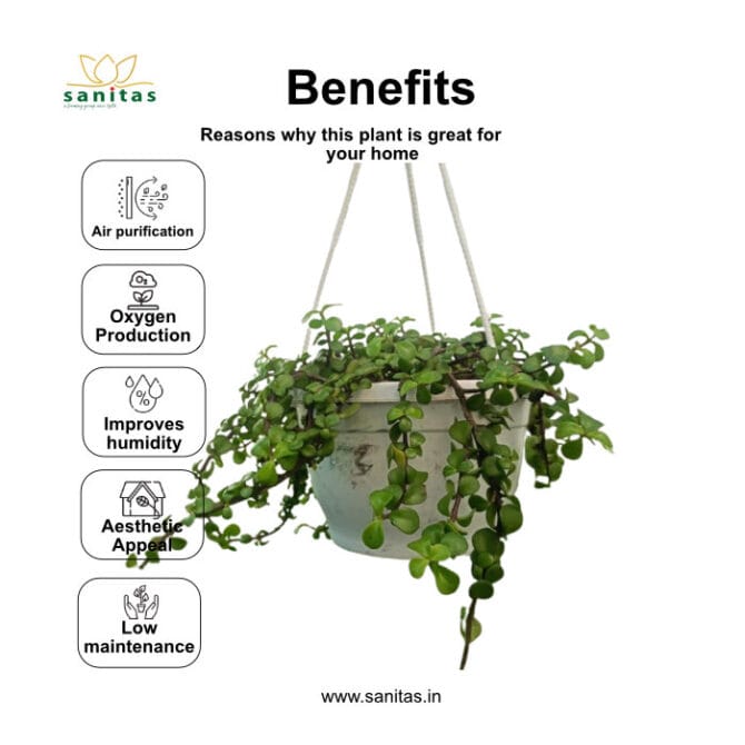 Enhance Your Space with a Zed (Jade) Plant in a 17 cm Hanging Pot - Image 3