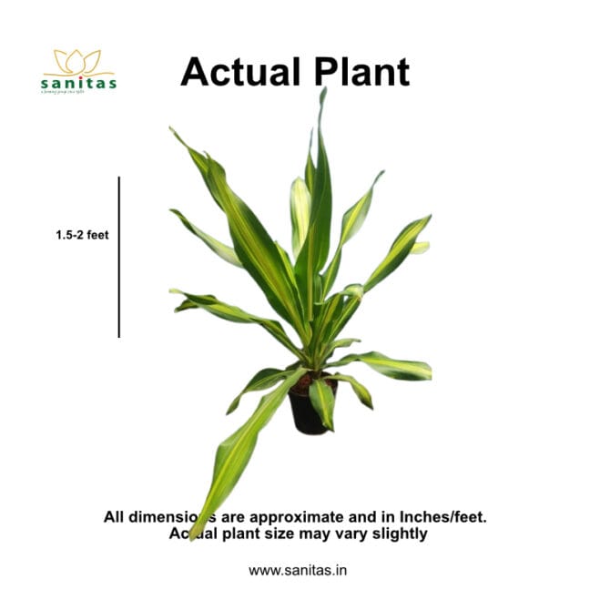 Enhance Your Space with Dracaena Lemon Lime - Image 2