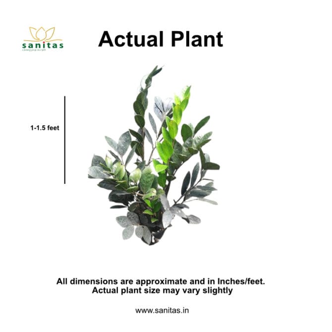 Elegant Zamiaculacus Raavan Black/ZZ Raavan black - 6 Inch Pot - Image 4