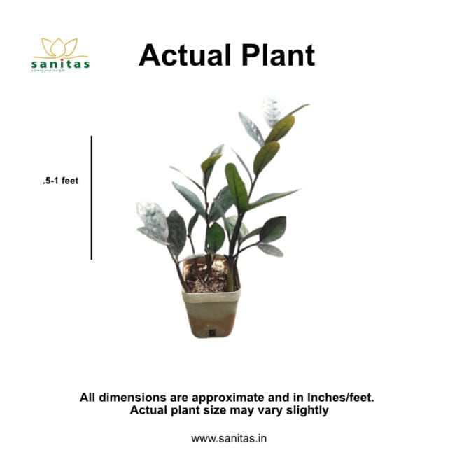 Bring Home the Zamia Black/ZZ black in 4" pot - Image 3