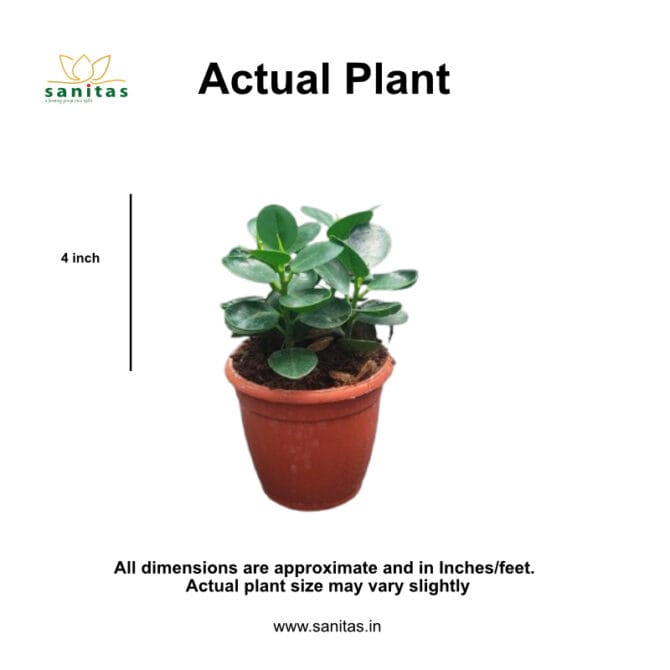 Enhance Your Space with the Ficus Microcarpa  4 Inch Pot - Image 2