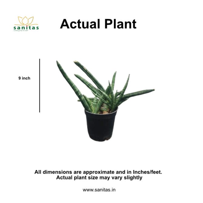 Sanseviera Boncel in 4-Inch Pot - Image 2