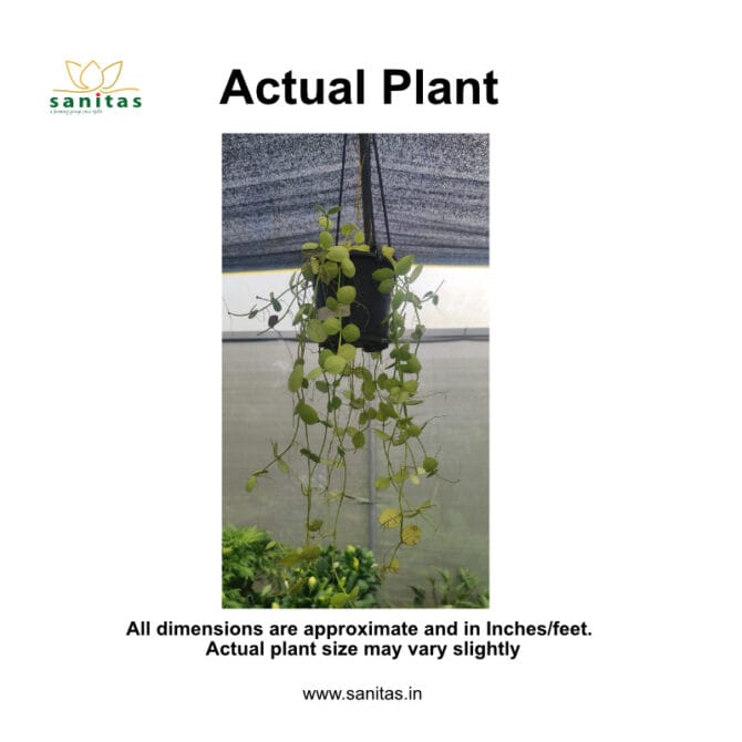 Discover the Dischidia Kidney Hoya - Image 2
