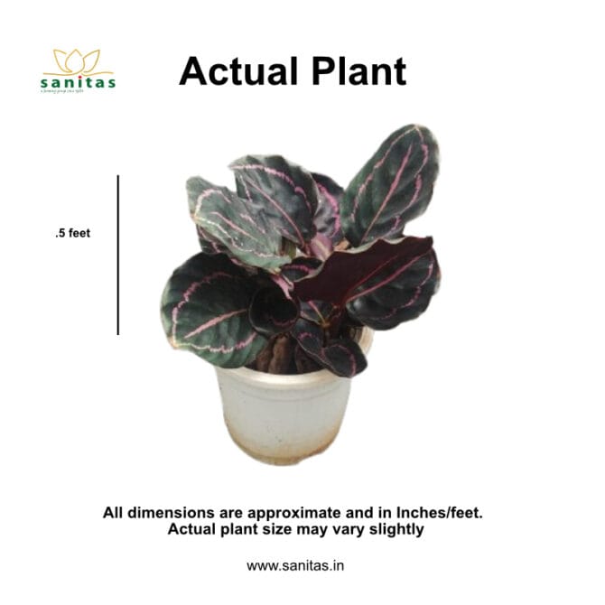 Calathea Dottie in  6 Inch Pot - Image 4