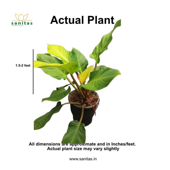 Discover the Beauty of Philodendron Moonshine in 9 Inch Pot - Image 2