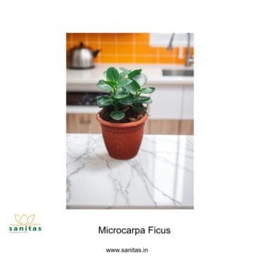 Enhance Your Space with the Ficus Microcarpa  4 Inch Pot