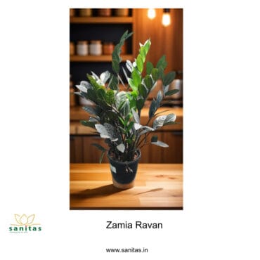 Elegant Zamiaculacus Raavan Black/ZZ Raavan black - 6 Inch Pot