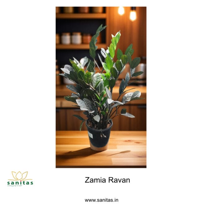 Elegant Zamiaculacus Raavan Black/ZZ Raavan black - 6 Inch Pot