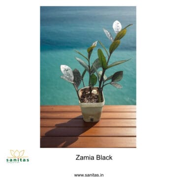 Bring Home the Zamia Black/ZZ black in 4" pot